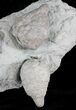 D Cystoid (Holocystites) Fossil - Indiana #25132-2